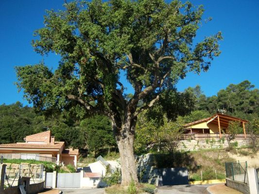 Premi aqui per a veure la imatge a grand�ria completa