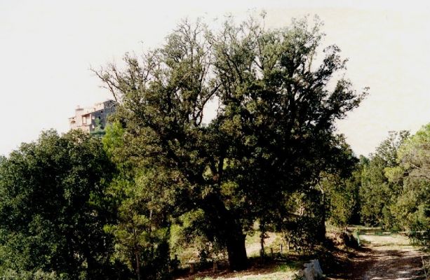 Premi aqui per a veure la imatge a grand�ria completa