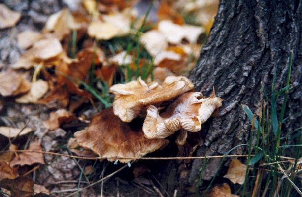 Premi aqui per a veure la imatge a grand�ria completa