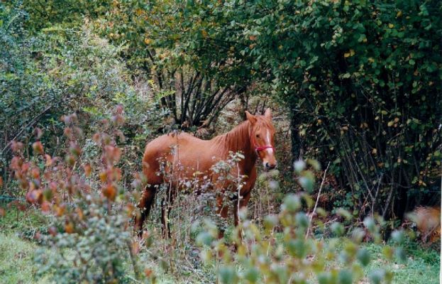 Premi aqui per a veure la imatge a grand�ria completa