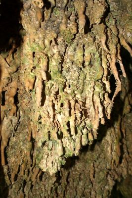 Premi aqui per a veure la imatge a grand�ria completa