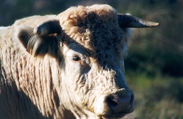 Premi aqui per a veure la imatge a grand�ria completa