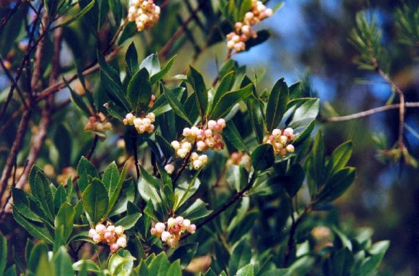 Premi aqui per a veure la imatge a grand�ria completa