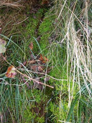 Premi aqui per a veure la imatge a grand�ria completa