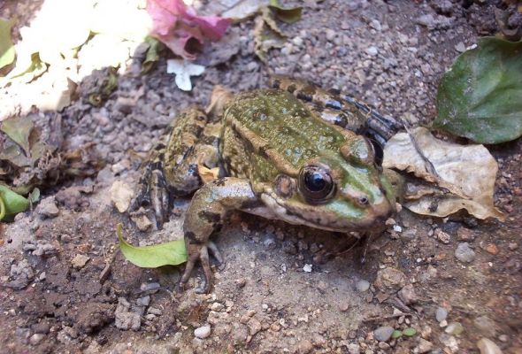 Premi aqui per a veure la imatge a grand�ria completa