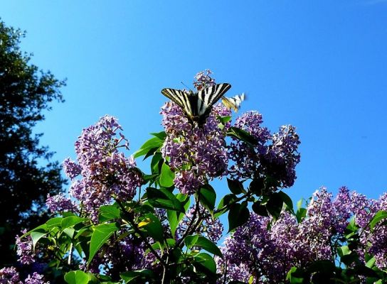 Premi aqui per a veure la imatge a grand�ria completa