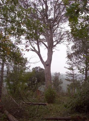 Premi aqui per a veure la imatge a grand�ria completa