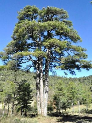 Premi aqui per a veure la imatge a grand�ria completa