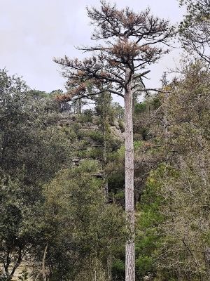 Premi aqui per a veure la imatge a grand�ria completa