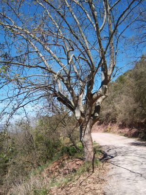 Premi aqui per a veure la imatge a grand�ria completa