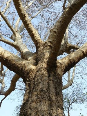 Premi aqui per a veure la imatge a grand�ria completa