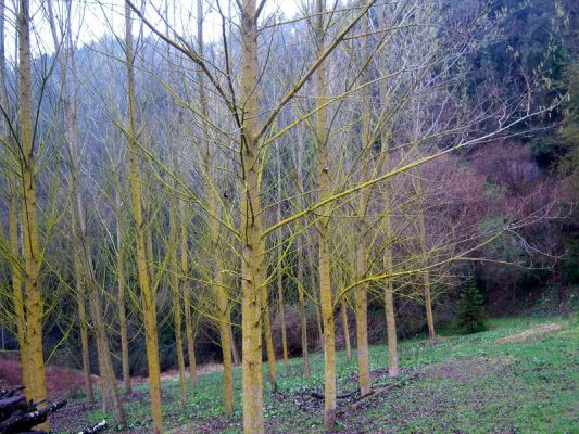 Premi aqui per a veure la imatge a grand�ria completa