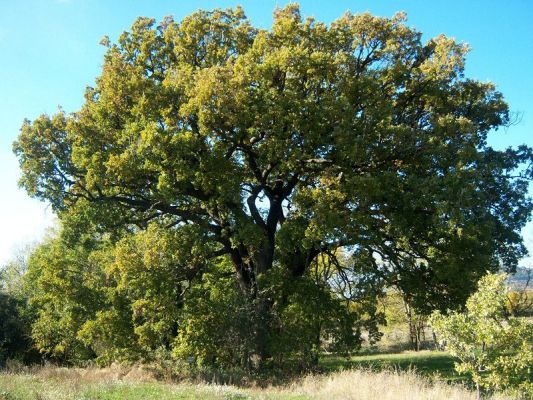 Premi aqui per a veure la imatge a grand�ria completa