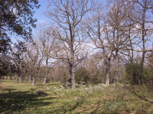 Premi aqui per a veure la imatge a grand�ria completa