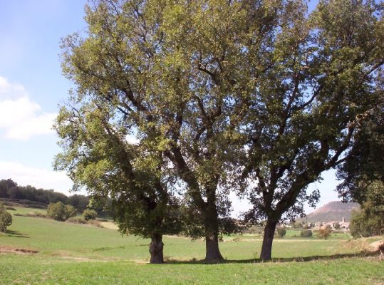 Premi aqui per a veure la imatge a grand�ria completa